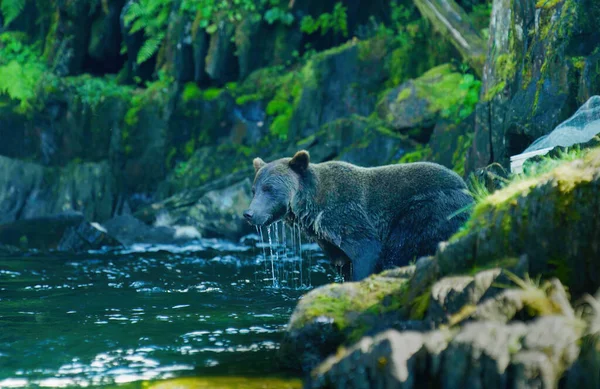 Medvěd Nemohl Najít Žádnou Rybu Odplazil Řeky Břeh Aljašská Divočina — Stock fotografie