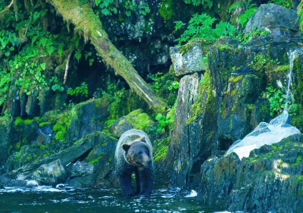 A bear walks in the river and sticks its head in the water looking for fish. Alaska\'s wilderness: majestic brown bears and summer rivers