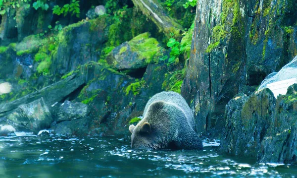 熊は魚を探して川に頭を突っ込んだ アラスカの荒野 雄大な茶色のクマと夏の川 — ストック写真