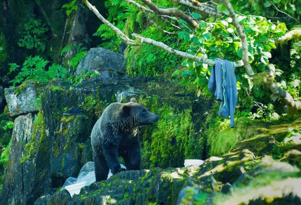 一只熊嗅着岩石海岸 衣服挂在树上 白色渔网 阿拉斯加的荒野 壮丽的棕熊和夏之河 — 图库照片