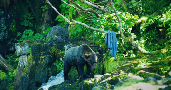 熊は岩の多い海岸を滑り降りる 服は木にかかっている ホワイト フィッシング ネット アラスカの荒野 雄大な茶色のクマと夏の川 — ストック写真