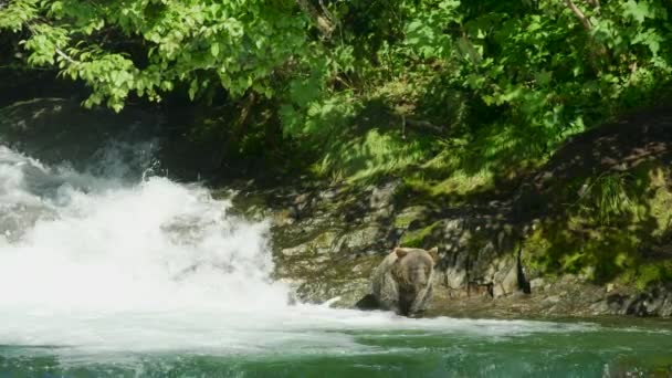 一只野熊在河里散步 在水里寻找鱼 阿拉斯加的夏天 三部曲 迷人的鲑鱼 棕熊和河流 — 图库视频影像