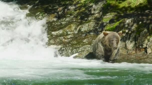 野生のクマは 川では 水の中に魚を探して歩いている アラスカの夏 サーモン ブラウンベアーズ リバーをフィーチャーした景色のトリオ — ストック動画
