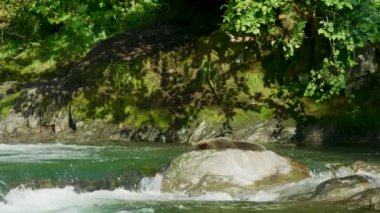 Bir ayı nehirde balık arıyor. Sonra da sudaki kayalara tırman. Alaska 'nın Yazı: Somon, Kahverengi Ayılar ve Nehirlerden oluşan Üçlü Sahne.