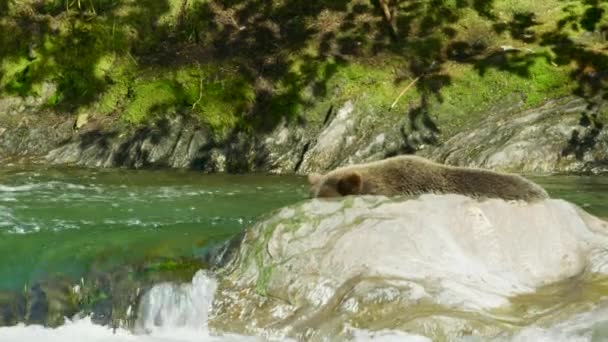 熊は川で魚を探している 水の中の岩に登る アラスカの夏 サーモン ブラウンベアーズ リバーをフィーチャーした景色のトリオ — ストック動画