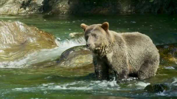 野生のクマが水の中に立ち 鼻で嗅ぎ回っています アラスカの夏 サーモン ブラウンベアーズ リバーをフィーチャーした景色のトリオ — ストック動画