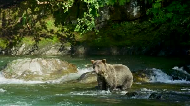 Μια Άγρια Αρκούδα Στέκεται Στο Νερό Μυρίζοντας Γύρω Μύτη Της — Αρχείο Βίντεο