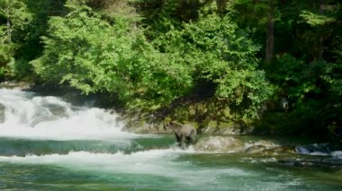 Bir ayı, küçük bir şelalenin yakınındaki bir derede durdu, burnuyla etrafı kokluyordu. Alaska 'nın Yazı: Somon, Kahverengi Ayılar ve Nehirlerden oluşan Üçlü Sahne.