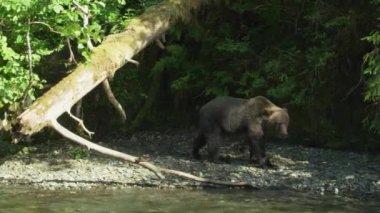 Vahşi bir ayı, burnu nehirdeki kaldırım taşlarının üzerindeydi. Alaska 'nın Yazı: Somon, Kahverengi Ayılar ve Nehirlerden oluşan Üçlü Sahne.