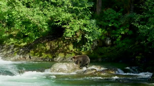 Ein Bär Klettert Von Den Felsen Fluss Herunter Und Sucht — Stockvideo
