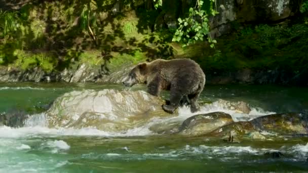 Egy Medve Lemászik Folyóban Lévő Sziklákról Hogy Halat Keressen Vízben — Stock videók