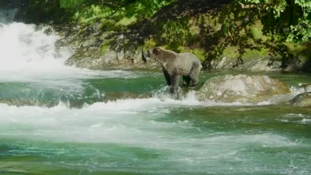 一只熊站在靠近一个小瀑布的溪流里 用鼻子嗅着 阿拉斯加的夏天 三部曲 迷人的鲑鱼 棕熊和河流 — 图库视频影像