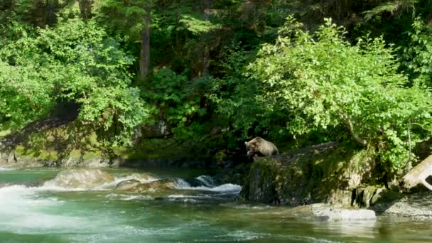 一只野熊从溪流爬到岸上的岩石上 阿拉斯加的夏天 三部曲 迷人的鲑鱼 棕熊和河流 — 图库视频影像