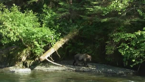 Μια Άγρια Αρκούδα Μύρισε Γύρω Μύτη Της Στις Πέτρες Στο — Αρχείο Βίντεο