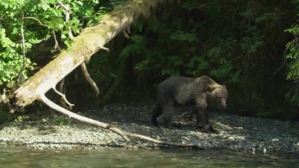 Vahşi Bir Ayı Burnu Nehirdeki Kaldırım Taşlarının Üzerindeydi Alaska Nın — Stok video