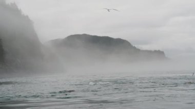Deniz, adalar, dağlar ve ormanlar. Deniz aslanlarının yaşadığı ve dinlendiği yerler. Deniz aslanlarının yaz aylarındaki alışkanlıkları ve görünüşü. Yavaş çekim. Alaska, ABD