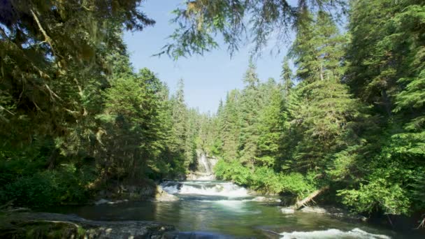 緑豊かな森林 ストリームと岩の川の銀行 クマがたむろするような場所 アラスカの夏 サーモン ブラウンベアーズ リバーをフィーチャーした景色のトリオ — ストック動画