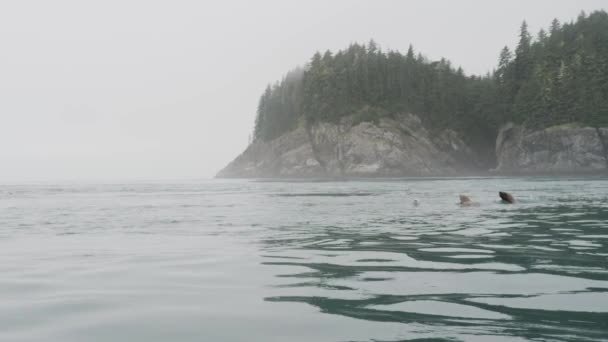 Deniz Adalar Dağlar Ormanlar Deniz Aslanlarının Yaşadığı Dinlendiği Yerler Deniz — Stok video