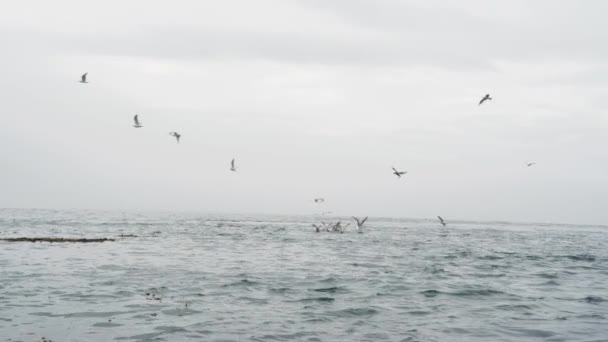 Meeuwen Vliegen Van Lucht Naar Zee Stoppen Zich Voeden Momenten — Stockvideo