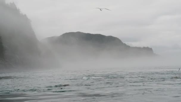 Laut Pulau Gunung Dan Hutan Tempat Mana Singa Laut Hidup — Stok Video