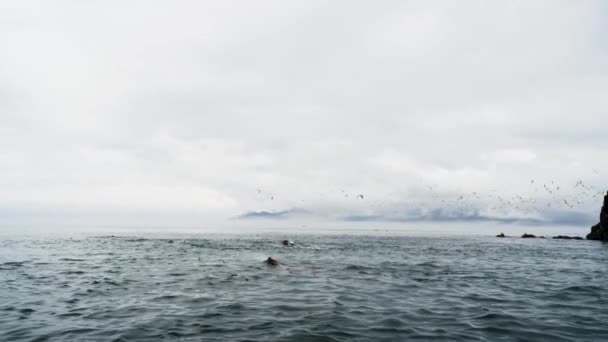 海鸥在空中飞翔 斯泰勒海狮在海里游泳 灰蒙蒙的天空下了一阵雨 阿拉斯加夏季野生动物的日常生活 慢动作射击 — 图库视频影像