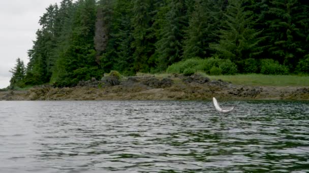 鱼一个接一个跳出了水面 一个湖泊和高山的仙境 美国阿拉斯加鲑鱼的迁徙 慢动作射击 — 图库视频影像