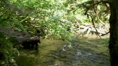 Vahşi bir ayı ağacın altındaki dereyi geçerken etrafı kokluyor. Alaska 'nın Yazı: Somon, Kahverengi Ayılar ve Nehirlerden oluşan Üçlü Sahne.