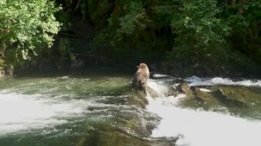 Vahşi bir ayı dereden kıyıdaki kayalara tırmandı. Alaska 'nın Yazı: Somon, Kahverengi Ayılar ve Nehirlerden oluşan Üçlü Sahne.