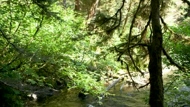 개울에서 강둑으로 올라갈 주변을 킁킁거리고 있습니다 Alaskas Summer Trio Scenery — 비디오
