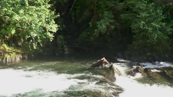 Ein Bär Sucht Fluss Nach Fischen Dann Auf Die Felsen — Stockvideo