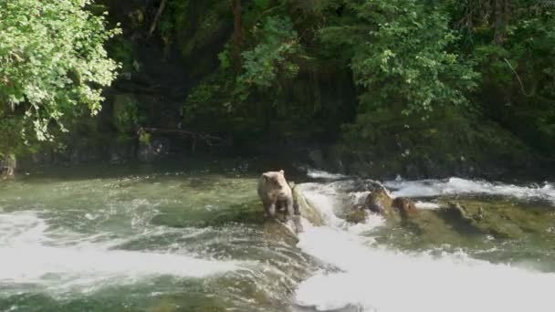一只野熊站在水里 用鼻子嗅了嗅四周 阿拉斯加的夏天 三部曲 迷人的鲑鱼 棕熊和河流 — 图库视频影像