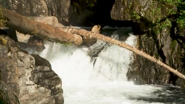 Fische Tun Sich Schwer Auf Den Kleinen Wasserfall Springen Stromaufwärts — Stockvideo