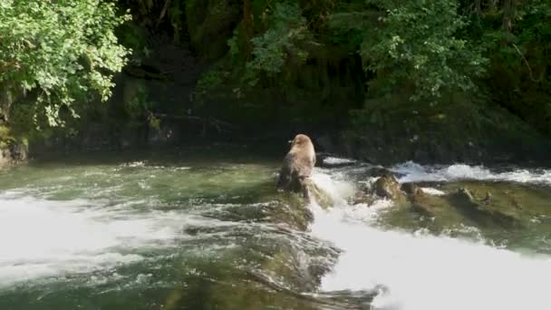 Ours Sauvage Grimpé Ruisseau Jusqu Aux Rochers Rivage Été Alaska — Video