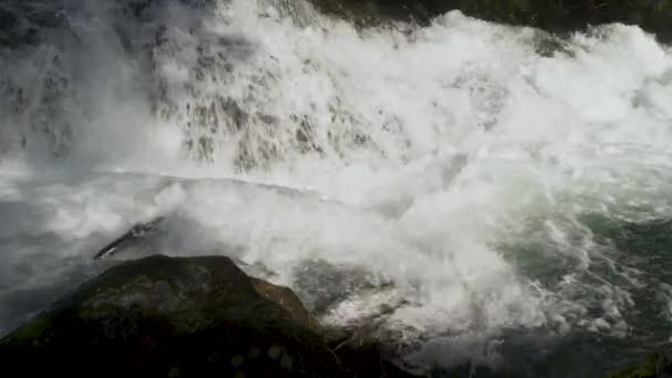 鱼在溪流的岩石上吃力地游动着 然后向上游游去产卵 阿拉斯加鲑鱼迁移 充满挑战和奇迹的旅程 慢动作射击 — 图库视频影像