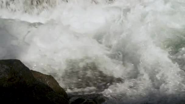 魚は川の岩の上を泳ぎ 遡上して産卵する アラスカサーモン移行 挑戦と驚異に満ちた旅 スローモーションショット — ストック動画
