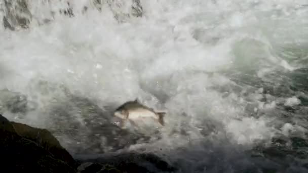 Die Fische Schwimmen Hart Auf Den Felsen Des Flusses Und — Stockvideo