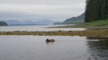 Vahşi bir ayı nehirden kıyıya yüzdü ve hızla çayıra doğru koştu. Alaska 'nın Yazı: Somon, Kahverengi Ayılar ve Nehirlerden oluşan Üçlü Sahne.