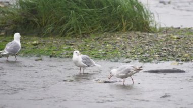 Martılar yağmurda ölü somonları gagalıyorlar. Yavaş çekim. Alaska Nehirlerinde Yaşam Çemberine Tanık Ol: Somon Yumurtlama, Martı Ziyafeti.