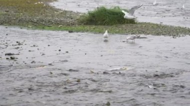 Martılar besleniyor. Etrafta somon var. Yavaş çekim. Alaska Nehirlerinde Yaşam Çemberine Tanık Ol: Somon Yumurtlama, Martı Ziyafeti.