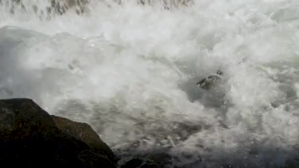 Balıklar Derenin Kayalıklarında Sert Bir Şekilde Yüzer Yumurtlamak Için Akıntıya — Stok video