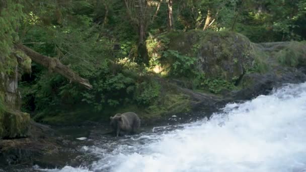 野生の熊は急流で魚を捕まえる 口で魚を拾う アラスカの夏 サーモン ブラウンベアーズ リバーをフィーチャーした景色のトリオ — ストック動画