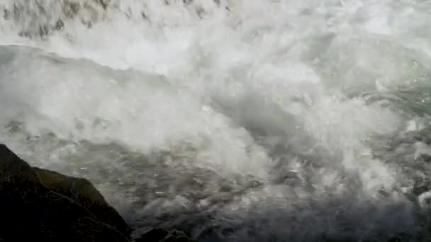Los Peces Nadan Duro Las Rocas Del Arroyo Migran Río — Vídeos de Stock