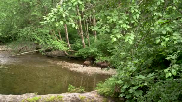 Drei Bären Laufen Vom Flussufer Den Wald Alaskas Sommer Ein — Stockvideo
