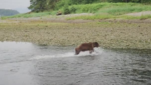 野生のクマはすぐに川を駆け上がり 川を調べました アラスカの夏 サーモン ブラウンベアーズ リバーをフィーチャーした景色のトリオ — ストック動画