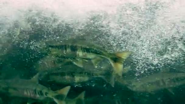 Suyun Içinde Kalabalık Somon Sürüleri Akıntıya Karşı Yüzme Sualtı Çekimi — Stok video