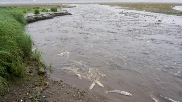 绝望的挣扎 鲑鱼在河里挣扎求生 鲑鱼的尸体 阿拉斯加鲑鱼迁移 充满挑战和奇迹的旅程 — 图库视频影像