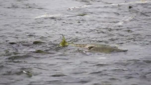 鱼在河里奄奄一息 快要死了 慢镜头 在阿拉斯加河流见证生命的轮回 鲑鱼大餐 海鸥大餐 — 图库视频影像