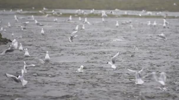 许多海鸥和水鸟都忙着吃鲑鱼蛋 慢镜头 在阿拉斯加河流见证生命的轮回 鲑鱼大餐 海鸥大餐 — 图库视频影像