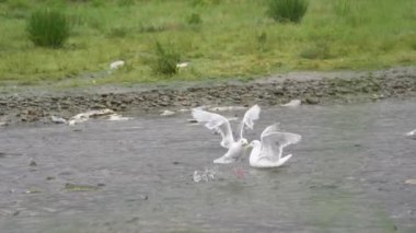Martılar kanatlarını çırpar ve kara için savaşırlar. Yavaş çekim. Alaska Nehirlerinde Yaşam Çemberine Tanık Ol: Somon Yumurtlama, Martı Ziyafeti.
