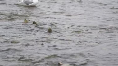 Balık yumurtası yiyen bir martı kanatlarını çırpar ve uçar. Yavaş çekim. Alaska Nehirlerinde Yaşam Çemberine Tanık Ol: Somon Yumurtlama, Martı Ziyafeti.
